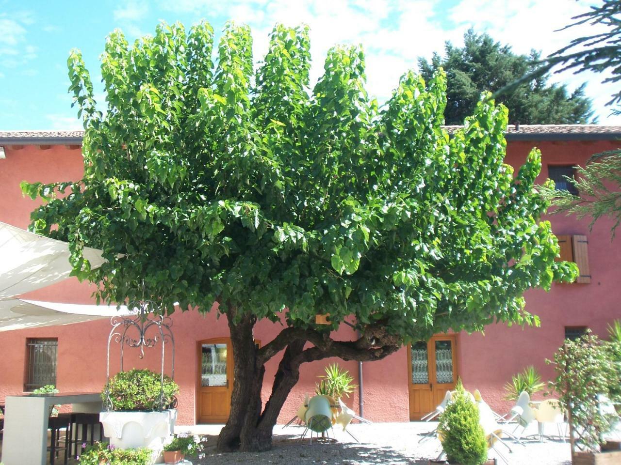 كودرويبو Agriturismo Al Casale المظهر الخارجي الصورة